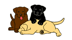 Everso Labradors - three labs laying on eachother 