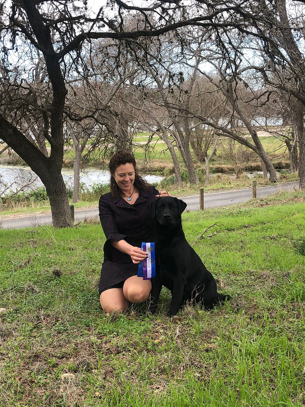 Everso Labradors - owner and black lab sit in park with award around the dog's neck