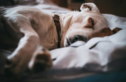 chien qui dort confortablement après avoir terminé son travaille de détection en nord isère