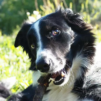 chien border collie après une séance de pistage