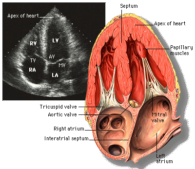 Echocardiography: The Ultrasound Window to Your Heart