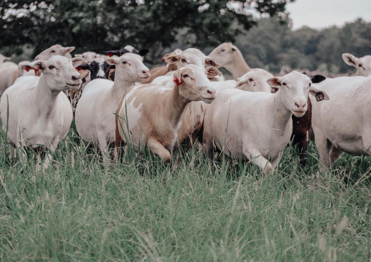 Pasture raised lamb 