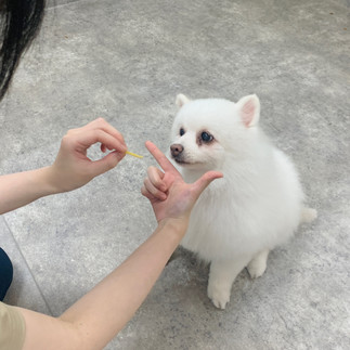 メロたん
