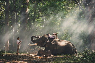 Safeguarding animals