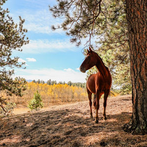 Portraits of your Horse