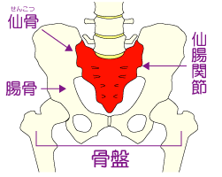 骨盤