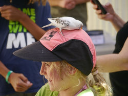 Aviary