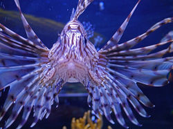 Lion fish