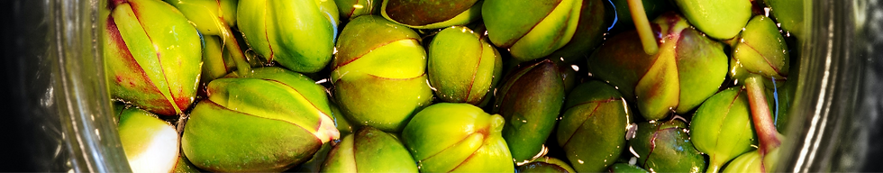 Kapari arka fon görseli