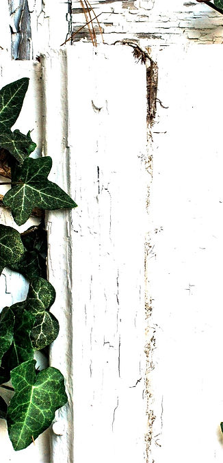 green%25252520plants%25252520on%25252520white%25252520wall_edited_edited_edited_edited.jpg