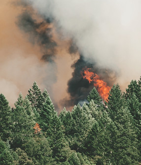 Wild Forest Fires