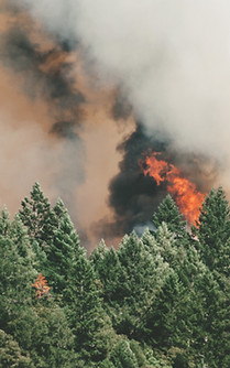 Forest Fire Scene