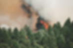 A wildfire ravaging through a forest.