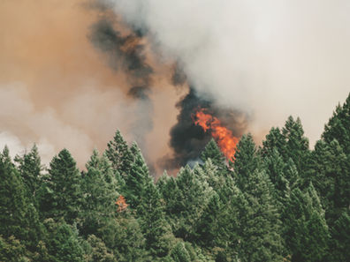 How to de-risk your Nature-Based carbon project and secure your ROI?