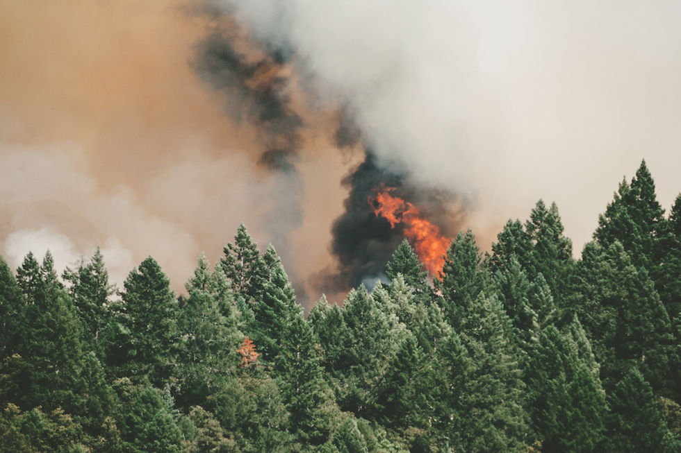 Escena de incendio forestal