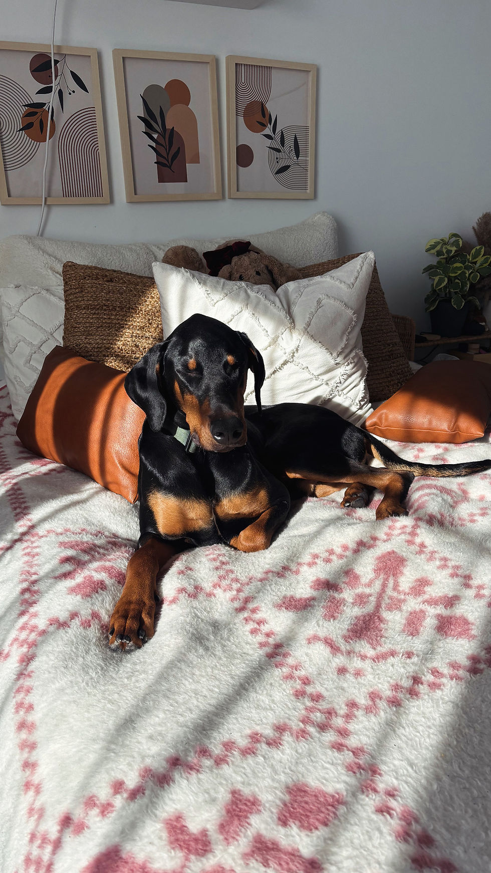 Doberman
