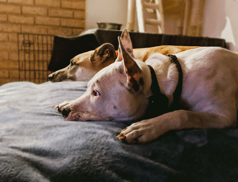 123921496_687860341702257_19340327627726