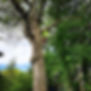 Owner and lead arborist Yogi Turgeon pruning a large tree