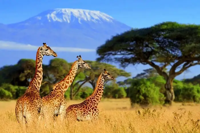 safaripic.webp