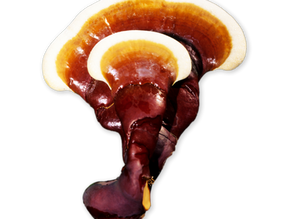The Mushroom They Called the Spirit of Immortality