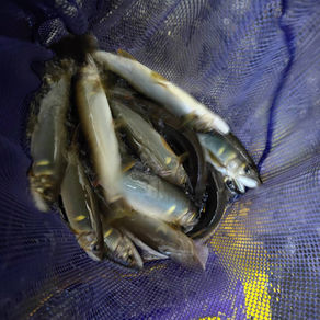 釣果報告(鮎)🎣
