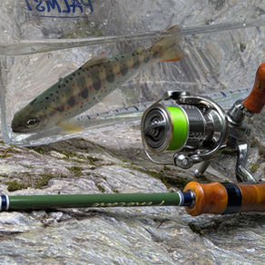 釣果報告(あまご)🎣