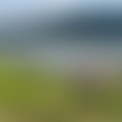 鮎 遡上調査　4/13