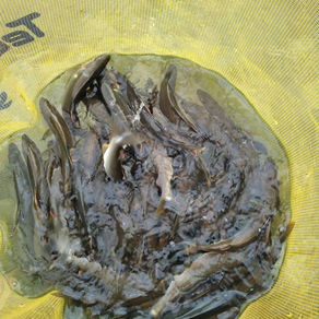 釣果報告(鮎)🎣