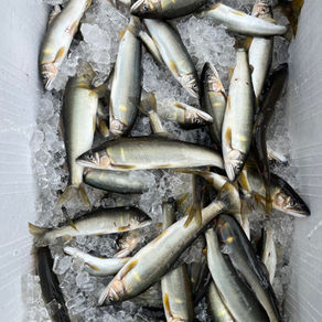 釣果報告(鮎)🎣