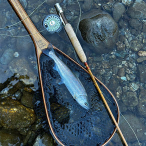 釣果報告(キャッチ&リリース)🎣