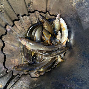 釣果報告(鮎)🎣