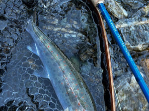 釣果報告(キャッチ&リリース)🎣
