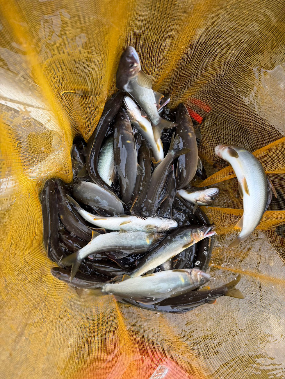 釣果報告(鮎）🎣