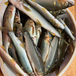 釣果報告(鮎)🎣