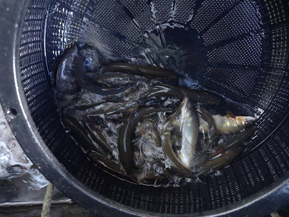 釣果報告(鮎)🎣