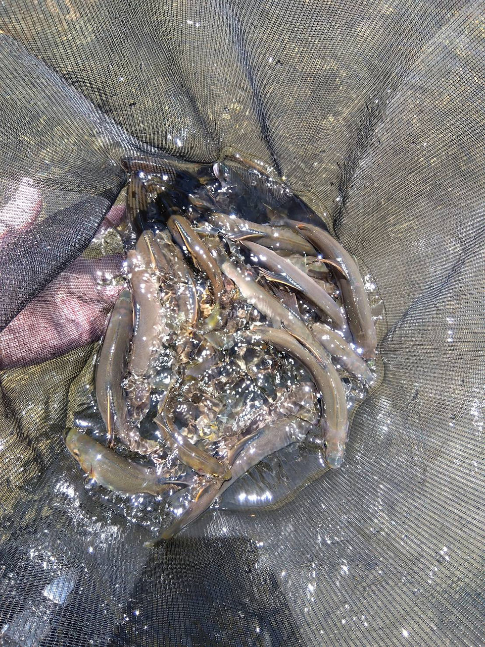 釣果報告(鮎）🎣