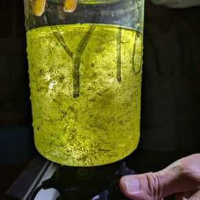 第10回流下仔魚調査