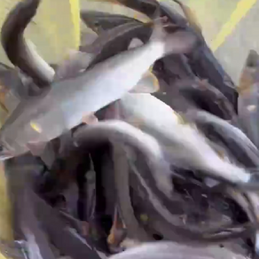 釣果報告(鮎)🎣