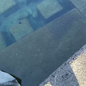 鮎 遡上調査　3/8