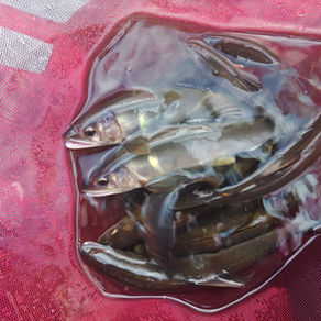 釣果報告(鮎）🎣