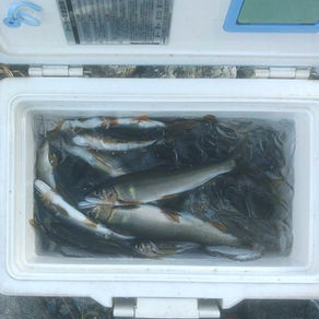 釣果報告(鮎）🎣