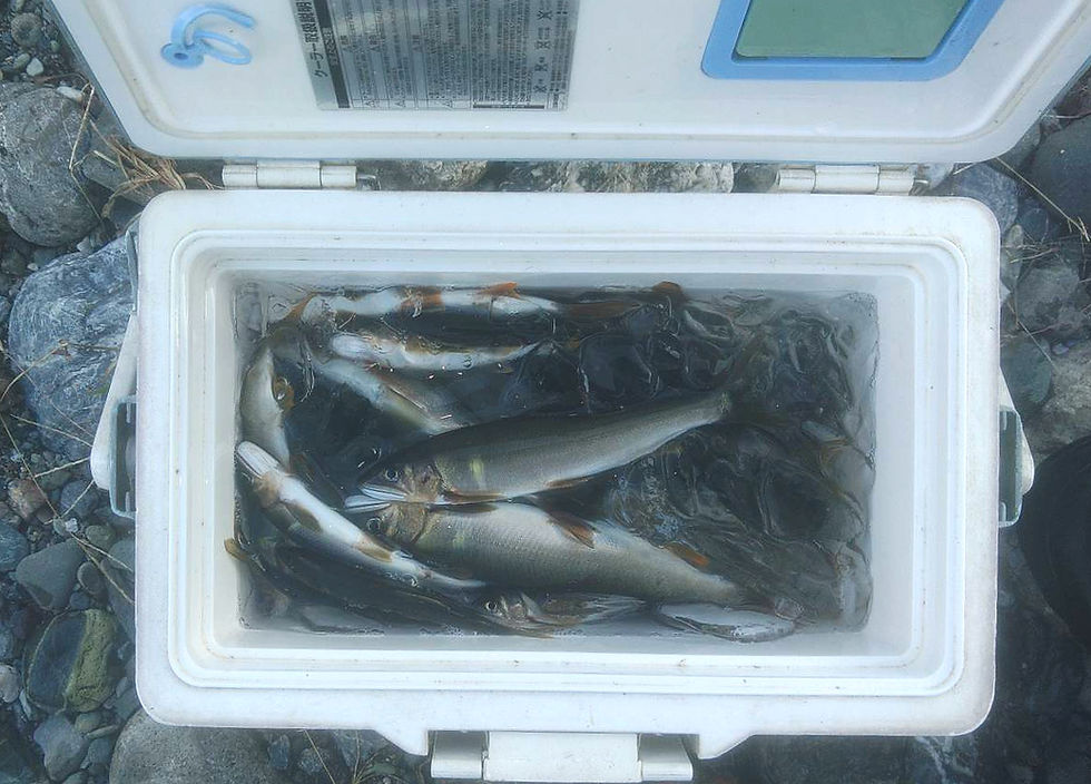 釣果報告(鮎）🎣