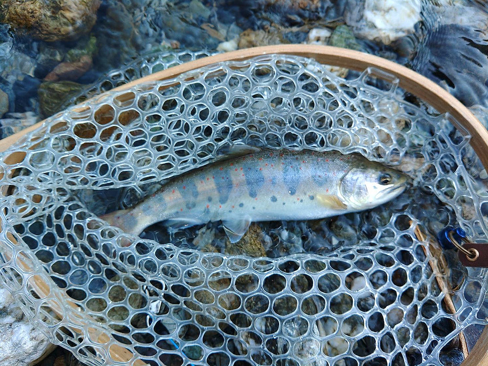 釣果報告(あまご）🎣