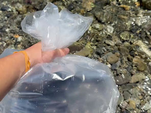 県営うなぎ放流　207.36kg（約7,500匹）