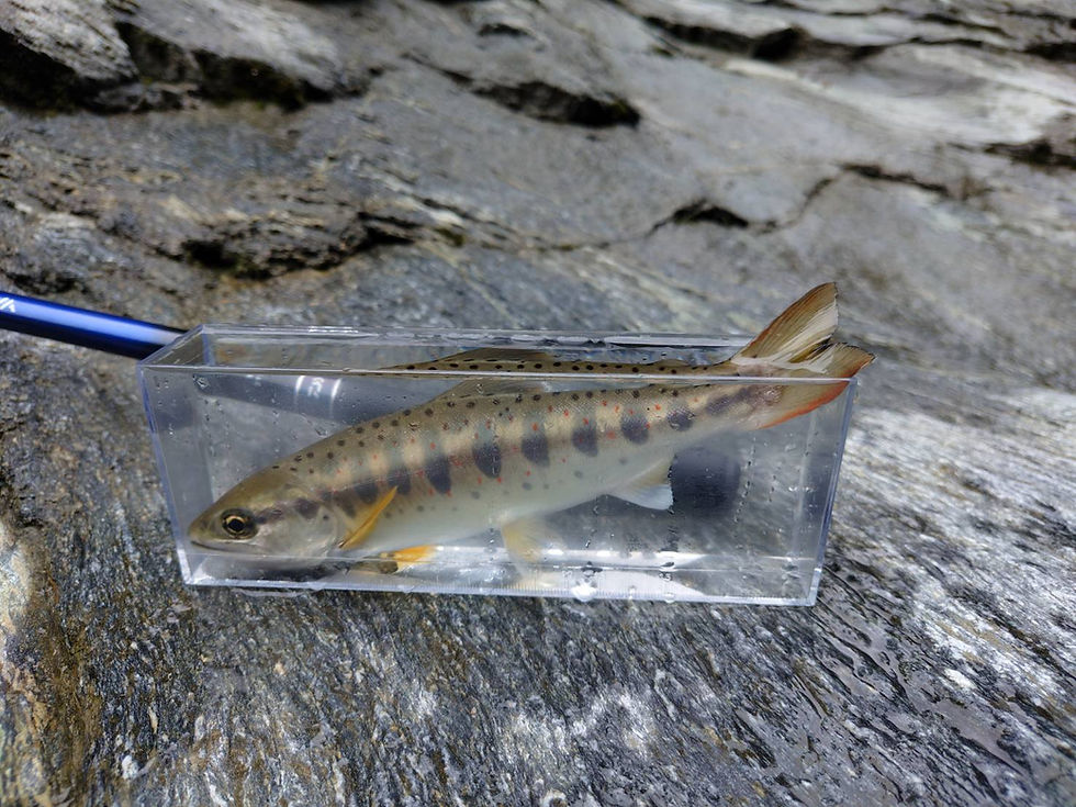 釣果報告(あまご)🎣