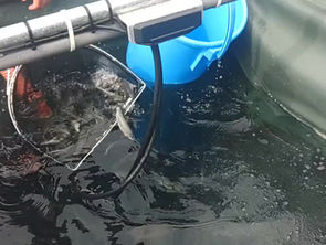 鮎 成魚放流 358㎏