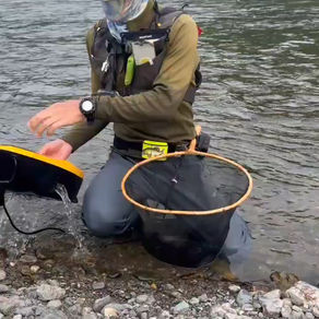 釣果報告(鮎）🎣