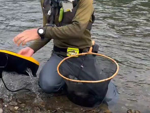釣果報告(鮎）🎣