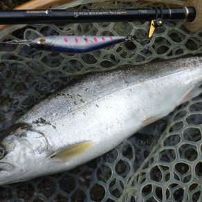 釣果報告(本流あまご）🎣