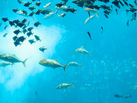 Cable Awareness Campaigns: Value and Utility